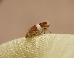 Allygidius atomarius