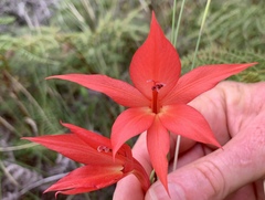 Gladiolus priorii