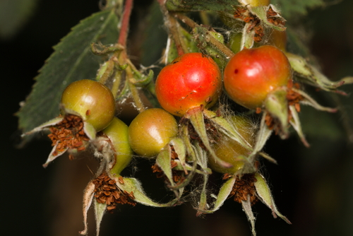 iNaturalist observation photo of California Wild Rose