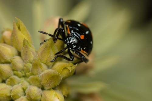 iNaturalist observation photo of Harlequin Bug