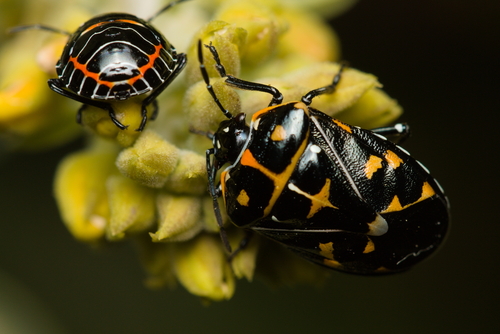 iNaturalist observation photo of Harlequin Bug