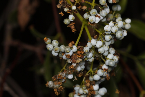 iNaturalist observation photo of blue elder