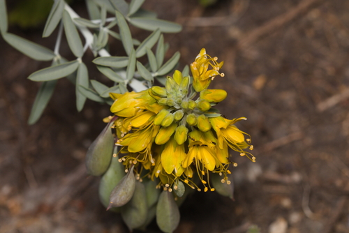 iNaturalist observation photo of Bladderpod