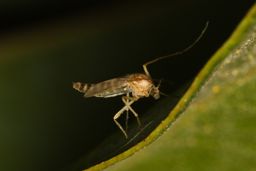 iNaturalist observation photo of Non-biting Midges