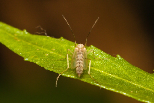 iNaturalist observation photo of Non-biting Midges