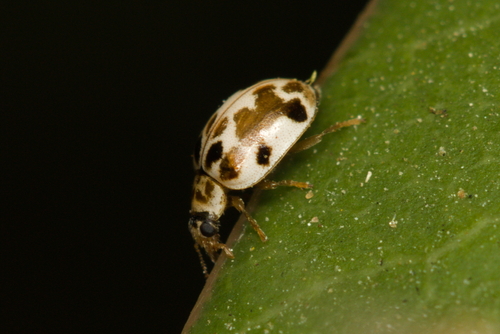 iNaturalist observation photo of Twenty-spotted Lady Beetle