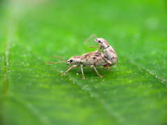 Pseudomyllocerus neapolitanus