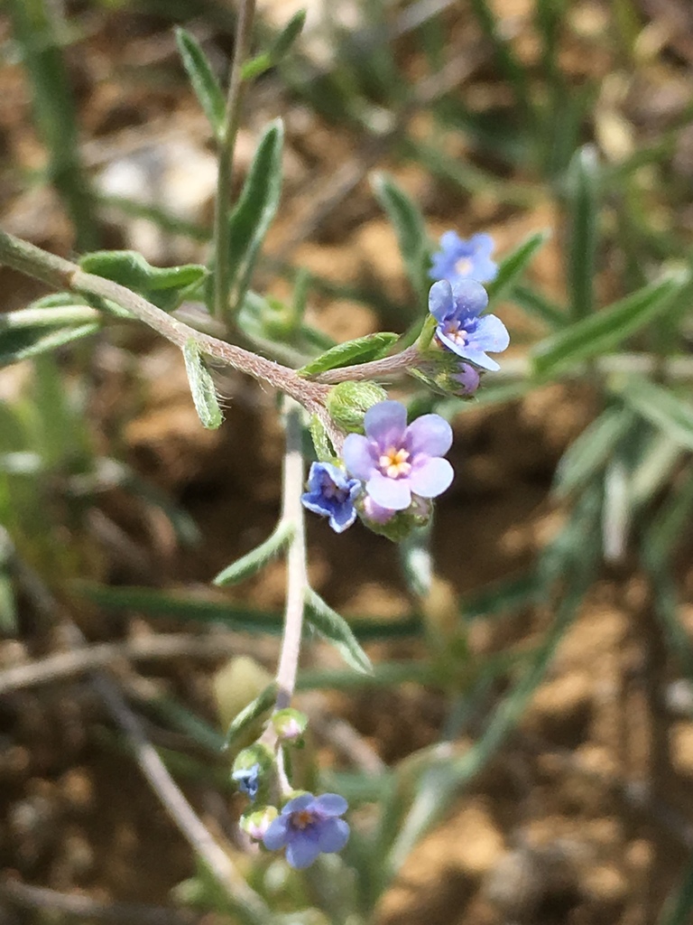 Lappula barbata