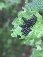 Gonioctena viminalis