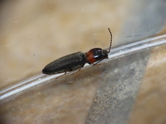 Cardiophorus