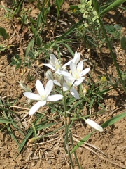 Ornithogalum oligophyllum