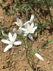 Ornithogalum oligophyllum