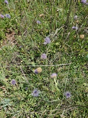 Globularia trichosantha