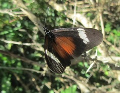 Acraea esebria
