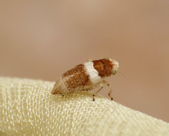 Allygidius atomarius