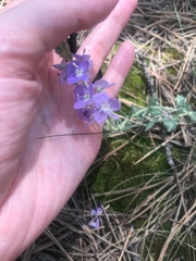 Veronica pectinata