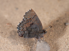 Ahlbergia frivaldszkyi
