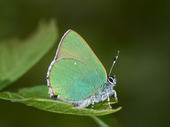 Callophrys rubi