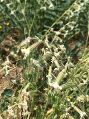 Silene dichotoma
