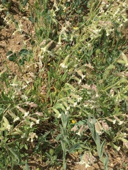 Silene dichotoma