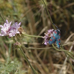 Zygaena lavandulae