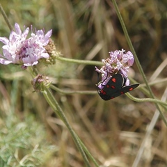 Zygaena lavandulae