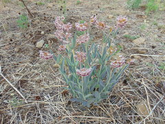 Asclepias macroura