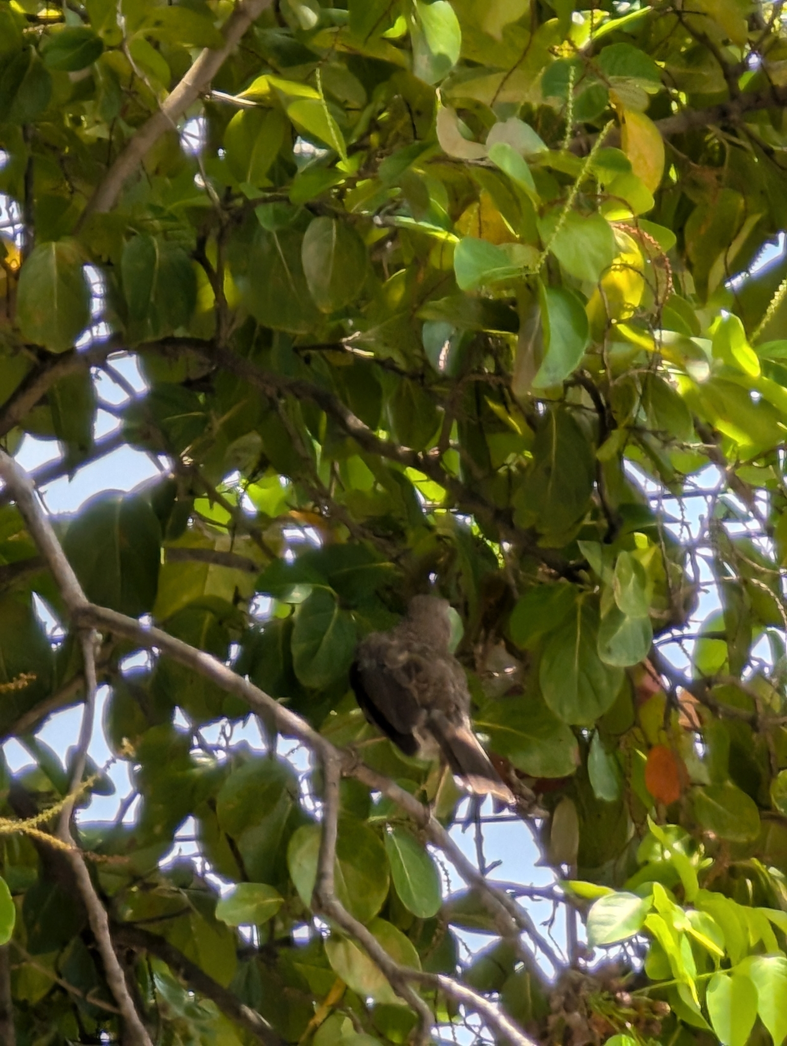 Pearly-eyed Thrasher