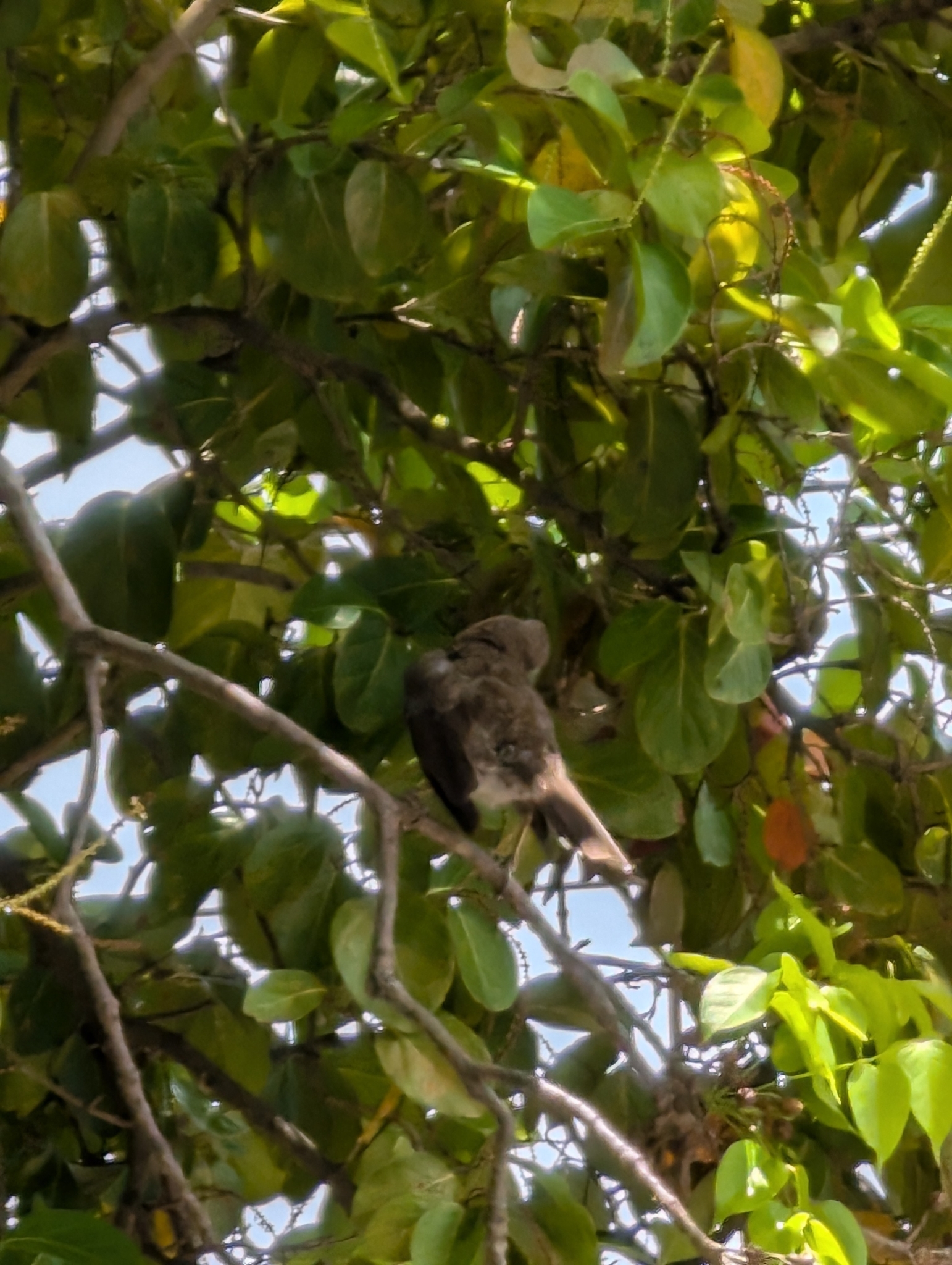 Pearly-eyed Thrasher