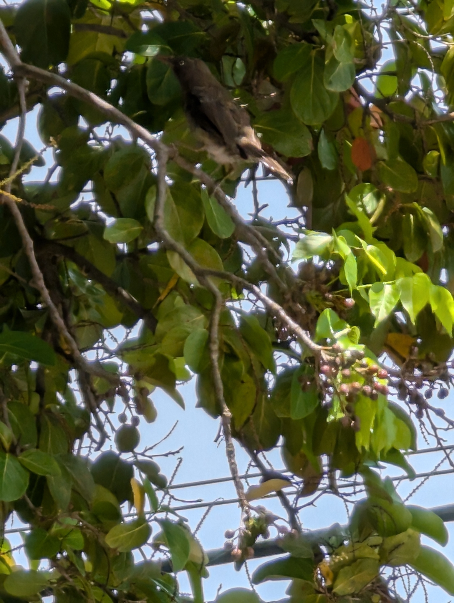 Pearly-eyed Thrasher