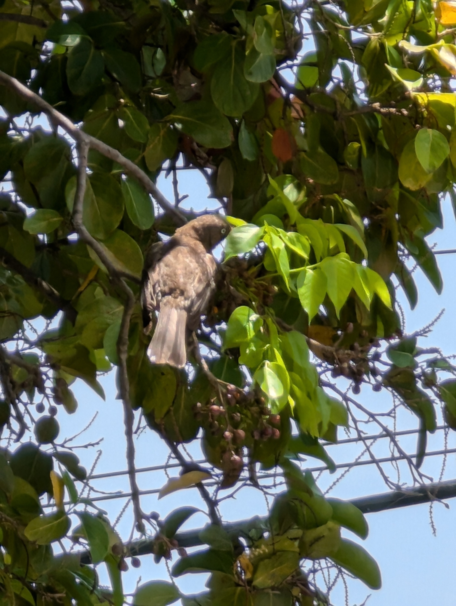 Pearly-eyed Thrasher