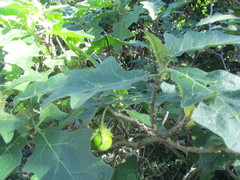 Solanum aculeastrum