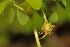 Anemonoides raddeana