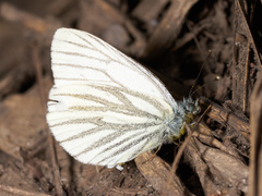 Pieris napi
