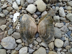 Alasmidonta marginata