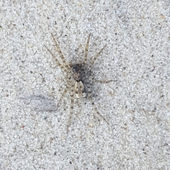 Arctosa perita