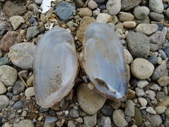 Alasmidonta marginata