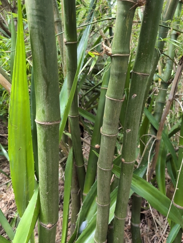 Common bamboo (Bambusa vulgaris)