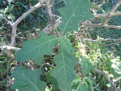 Solanum aculeastrum