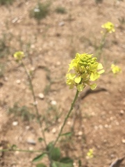 Brassica elongata
