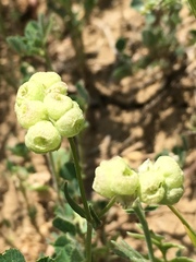 Valerianella vesicaria