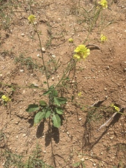 Brassica elongata