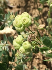 Valerianella vesicaria