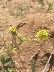 Brassica elongata
