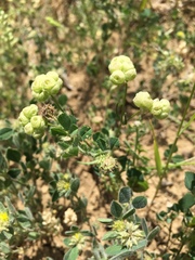 Valerianella vesicaria