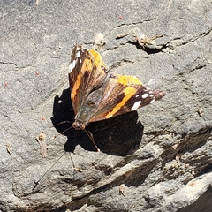 Vanessa atalanta