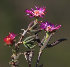 Lampranthus spiniformis