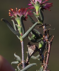 Lampranthus spiniformis