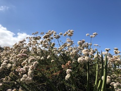 Eriogonum fasciculatum fasciculatum