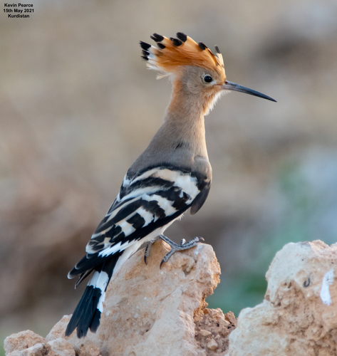 Representative image of Upupa epops epops